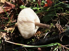 Melanoleuca melaleuca