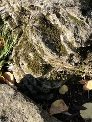 Homalothecium sericeum