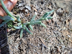 Delosperma pilosulum