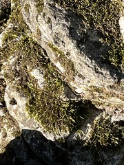Homalothecium sericeum
