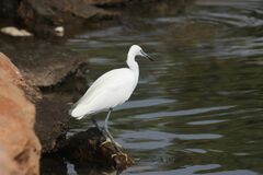 Egretta garzetta