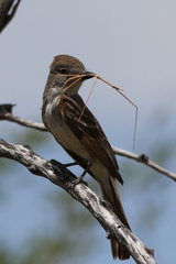 Parabacillus hesperus