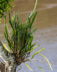 Epiphyllum phyllanthus