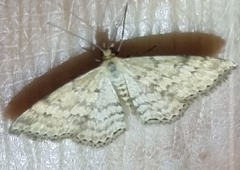 Scopula rubraria