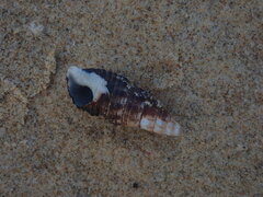 Batillaria australis