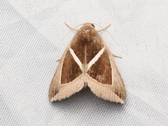 Chalciope mygdon