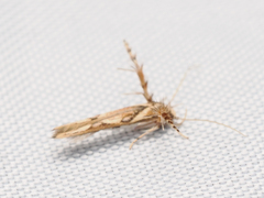 Stathmopoda stimulata