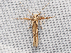 Stathmopoda stimulata