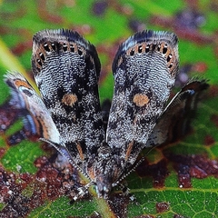 Choreutidae