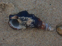 Pyrazus ebeninus