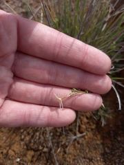 Jamesbrittenia tysonii