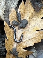 Tachypodoiulus niger