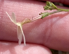 Jamesbrittenia tysonii