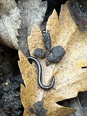 Tachypodoiulus niger