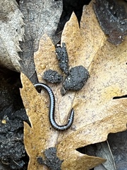 Tachypodoiulus niger