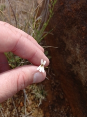 Jamesbrittenia tysonii