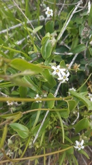 Diplolepis geminiflora