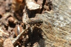 Stygnocoris