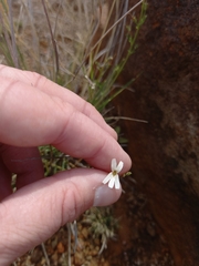 Jamesbrittenia tysonii