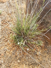 Jamesbrittenia tysonii