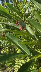 Alpinia koshunensis