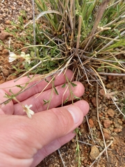 Jamesbrittenia tysonii