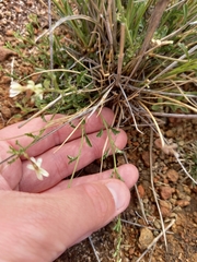 Jamesbrittenia tysonii