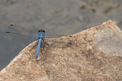 Trithemis donaldsoni