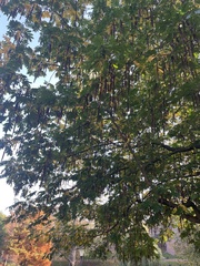 Pterocarya fraxinifolia