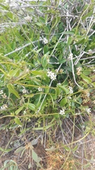 Diplolepis geminiflora