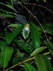 Rhacophorus lateralis