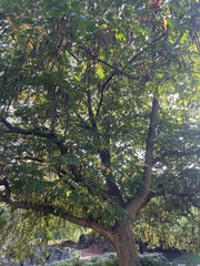 Pterocarya fraxinifolia