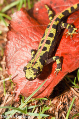 Triturus marmoratus