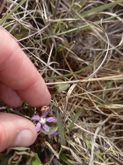 Raphionacme hirsuta