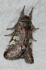 Diloba caeruleocephala