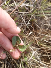 Raphionacme hirsuta