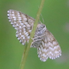 Scopula immorata