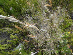 Pseudopentameris macrantha