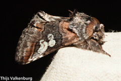 Diloba caeruleocephala