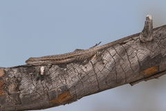 Urosaurus graciosus