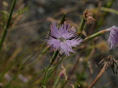 Dianthus hyssopifolius