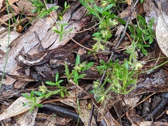 Xanthosia huegelii