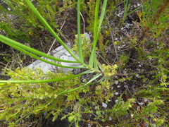 Pseudopentameris macrantha