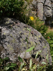 Hieracium cantalicum