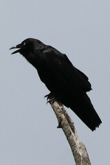 Corvus coronoides