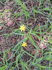 Hypoxis angustifolia