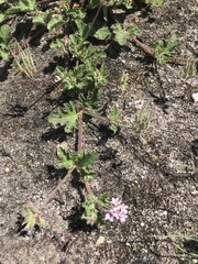 Pelargonium althaeoides
