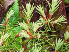 Stenanthera conostephioides