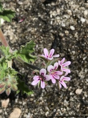 Pelargonium althaeoides