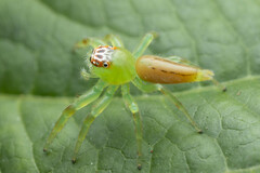 Mopsus mormon